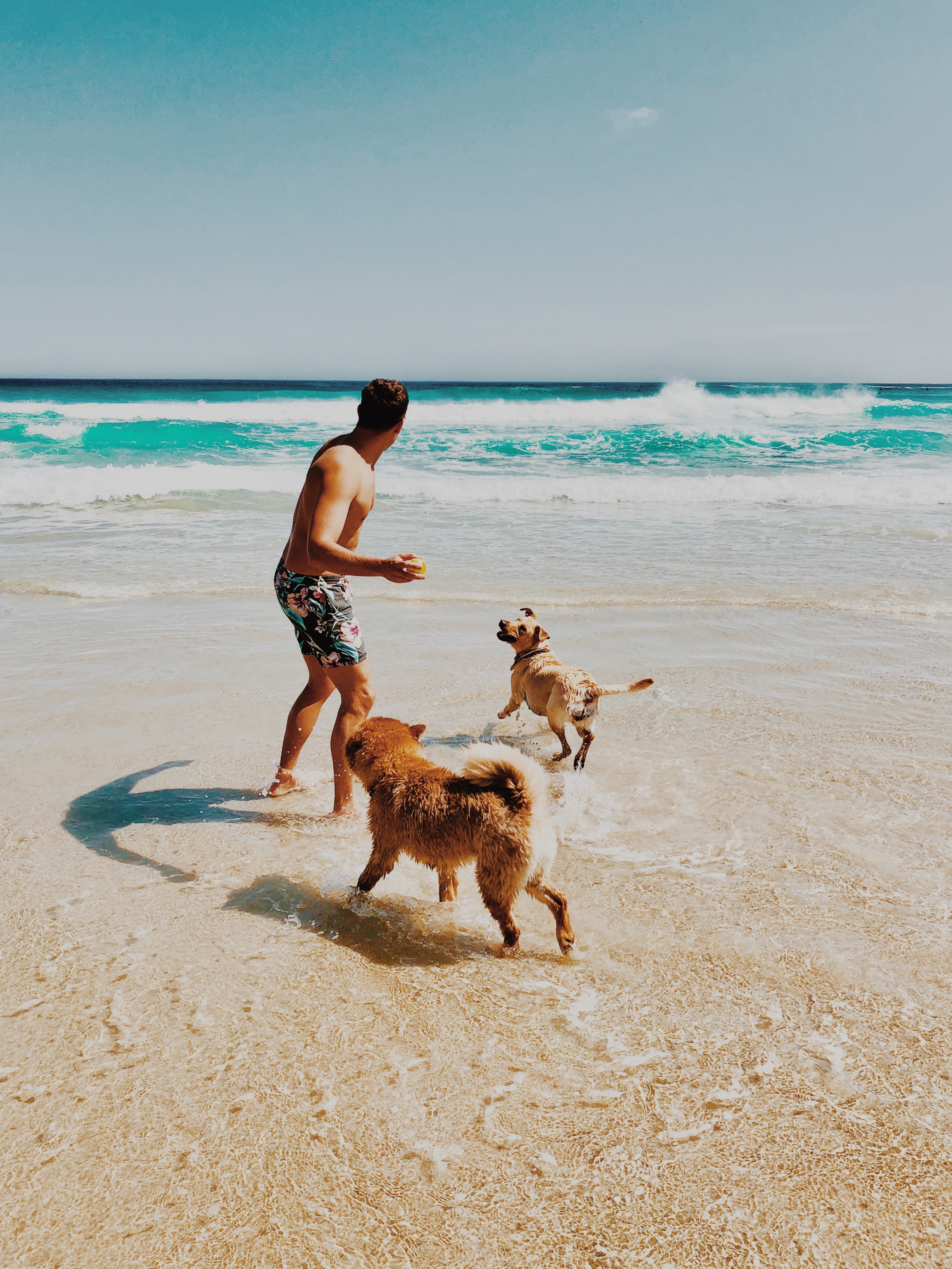 Man with his dog in the beach